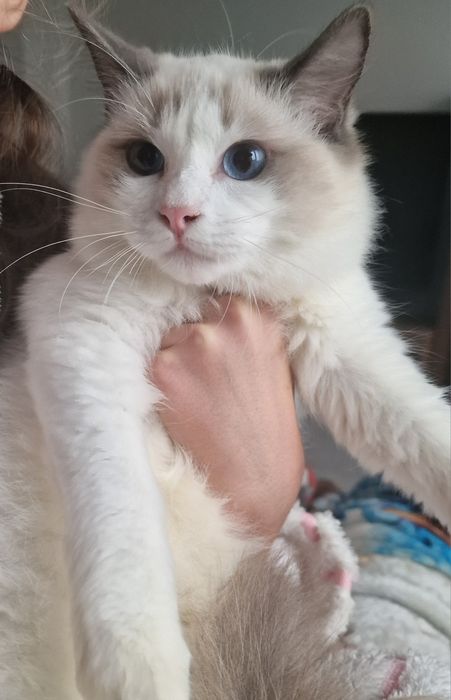 Kotka Ragdoll blue bicolor