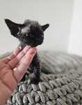 Devon Rex, śliczna koteczka, FPL