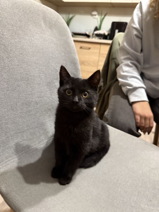 Oddam w dobre recę kotki