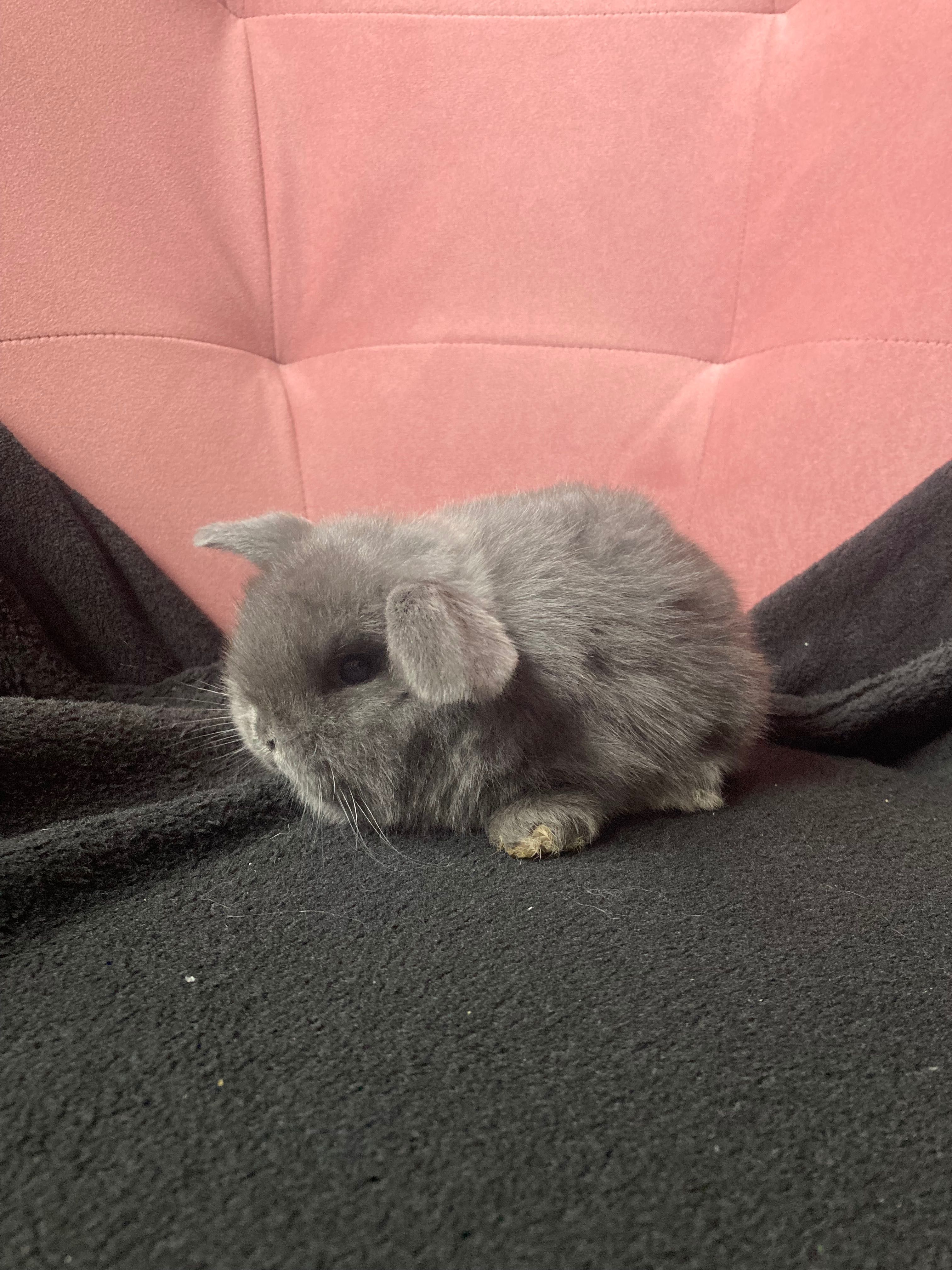 Króliczki Mini Lop