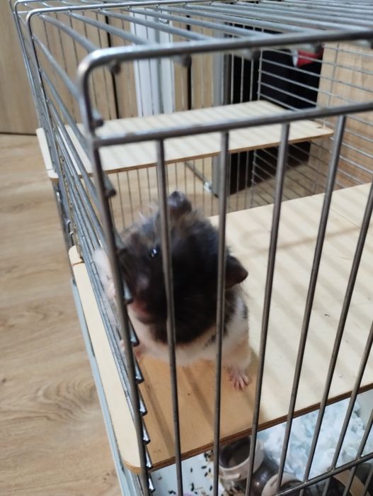 Chomik syryjski (młoda) razem z klatką