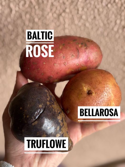 Ziemniaki odmiana Baltic Rose 1 zł/kg - możliwa dostawa