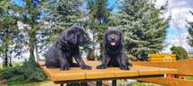 Urocze Szczenięta Labrador Retriever z Rodowodem SWKiPR