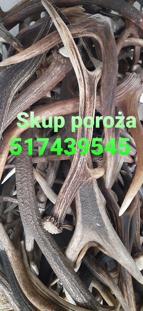 Skup poroża rogi trofea kolekcji myśliwskich spreparowane sarna jeleń