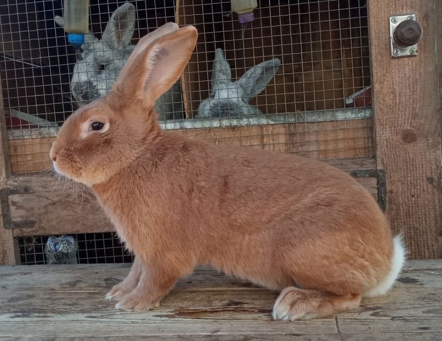 Молодь бургундії.