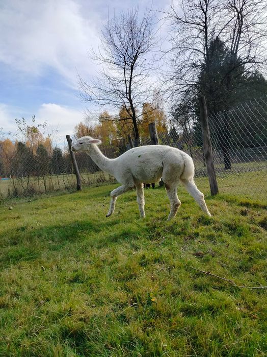 Sprzedam młodego samca alpakę