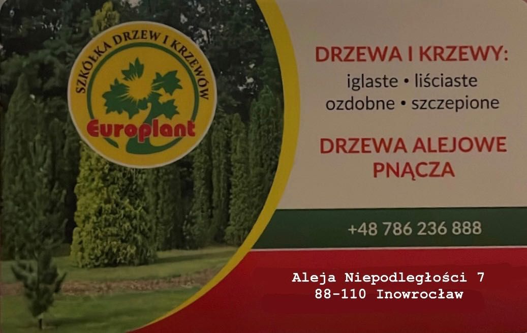 Bonsai Drzewa Formowane Spirala Szmaragd Wys. 180 cm Cena 350 zł