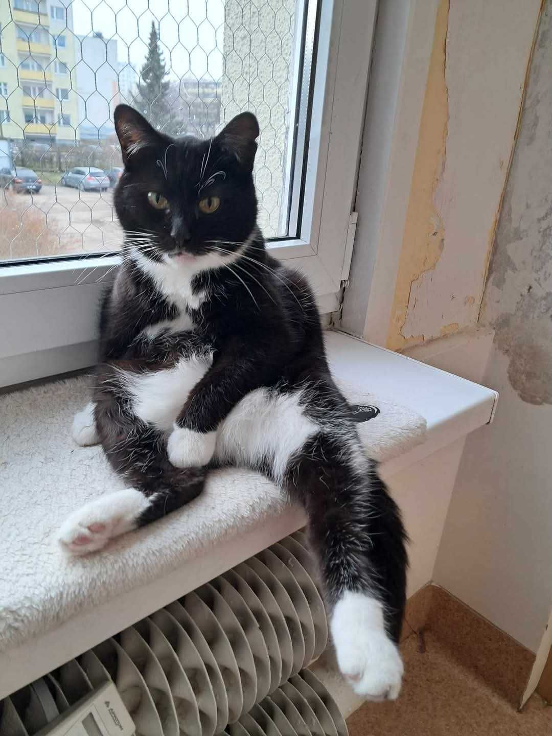 Kot Adi szuka domu