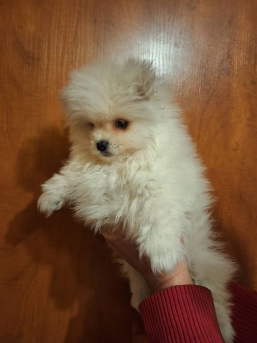 Szpic miniaturowy pomeranian