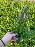 Przetacznik kłosowy Veronica Longifolia