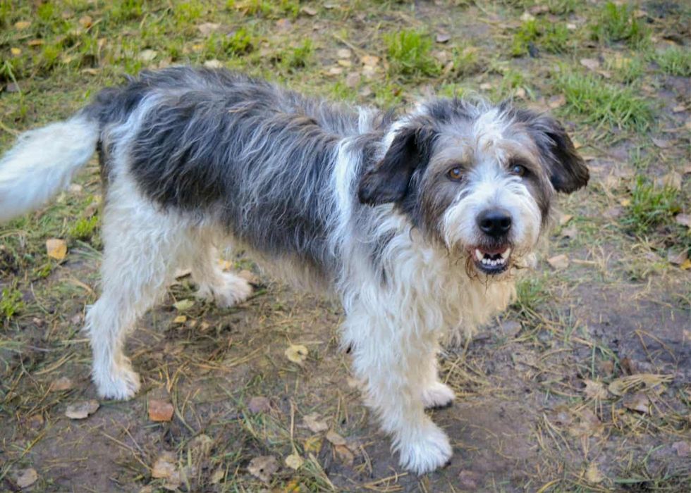 Oddam za darmo, do adopcji- Uroczy Maciuś szuka domu