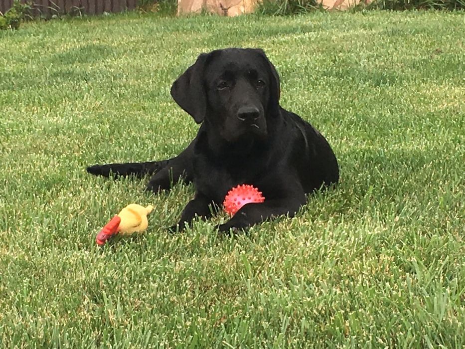 Вязка лабрадор ретривер Labrador Retriever (чемпион)