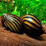 Ślimak Neritina Zebra