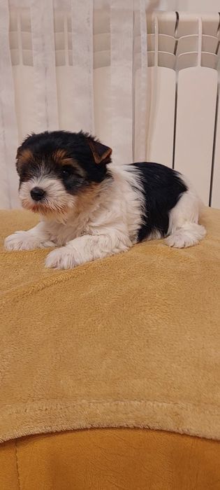 Piesek Yorkshire terrier Biewer