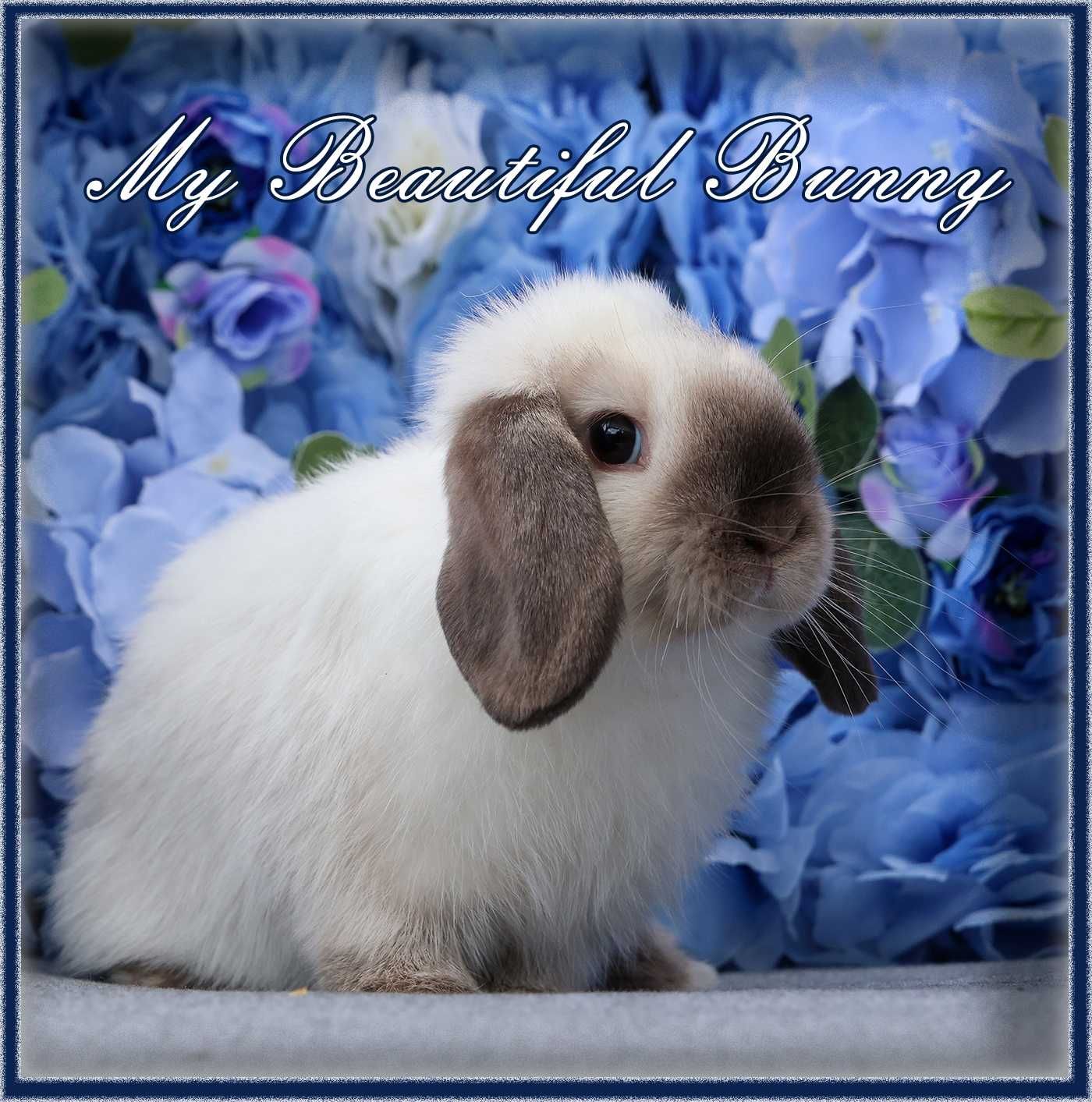 Młody Króliczek 100% Mini Lop - Seal Point