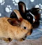 Królik mini lop madagaskar