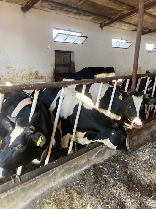 Jałówki Wysokocielne