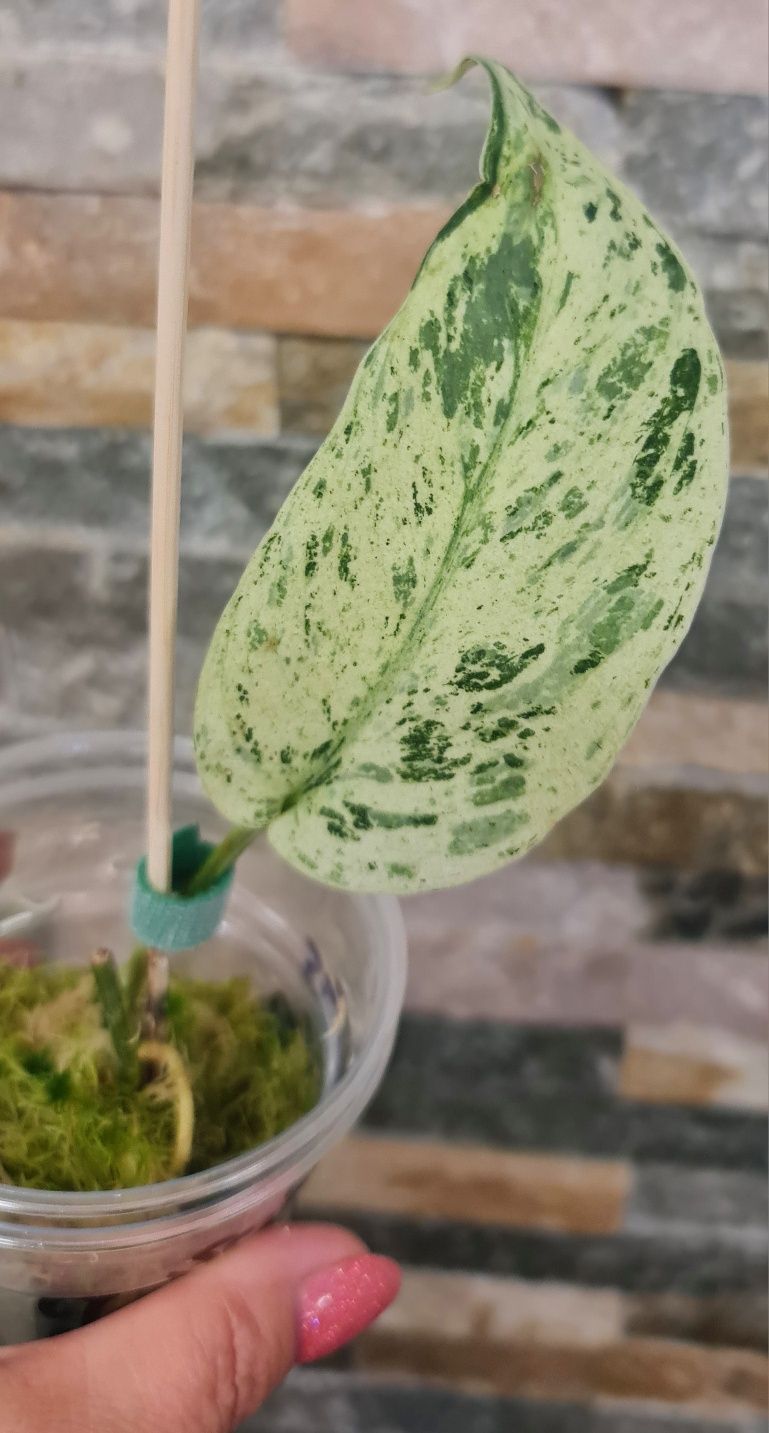 Scidnapsus Jade Satin marble var,ukorzeniony
