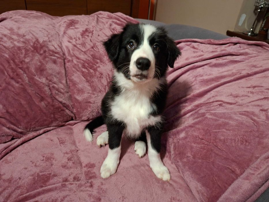 Border Collie szczeniak piesek:-) piękny