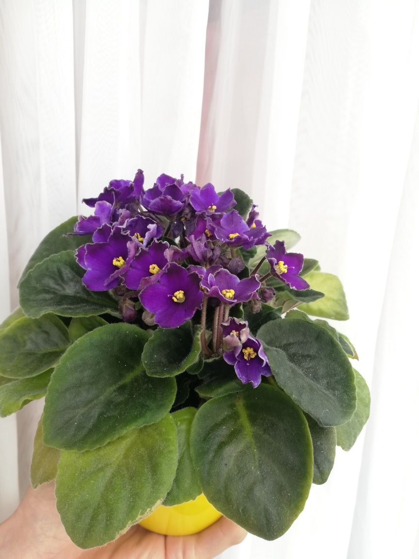 Фіалка африканська (сенполія, african violet) в жовтому горшку.