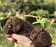 Piesek Lagotto Romagnolo