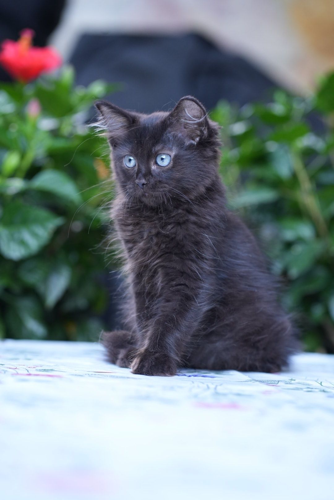 Kocurek black solid ragdoll/cherubim