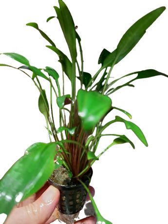 CRyptocoryne Pygmea - Rarytas -- Koszyk roślin