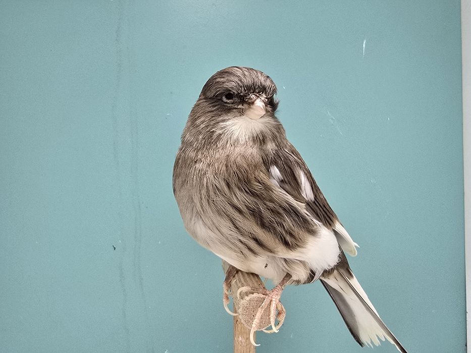 Kanarek gloster samica szafir 2025