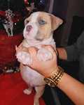 American Bully Pocket