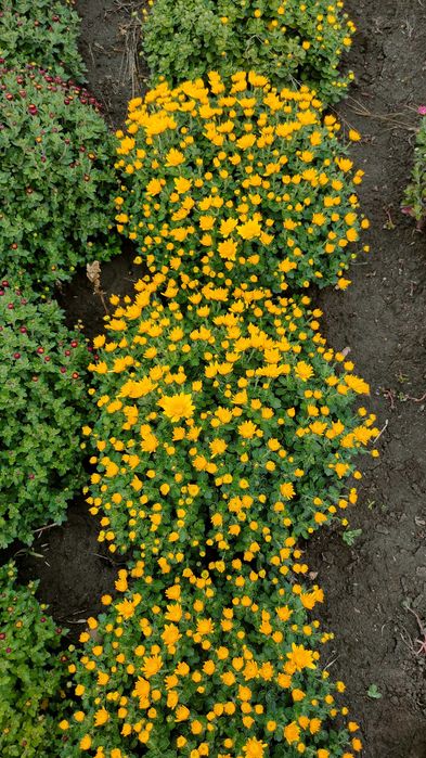 Хризантема мультифлора