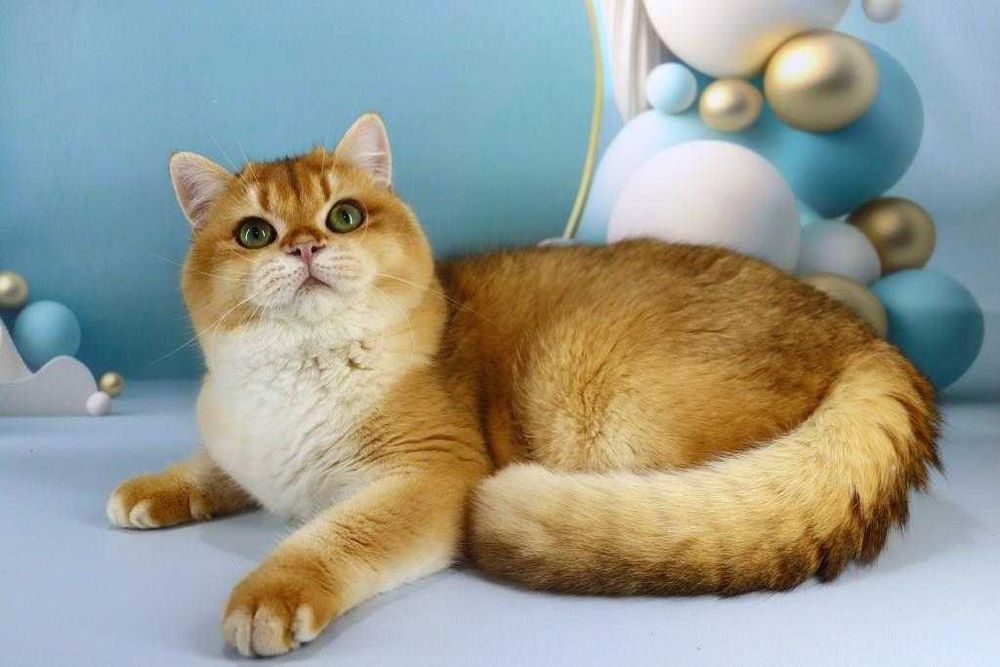 Харизматична британська киця-золота шиншила-смарагдові очі