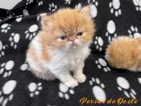 GATO PERSA Bicolor Vermelho pelo Longo