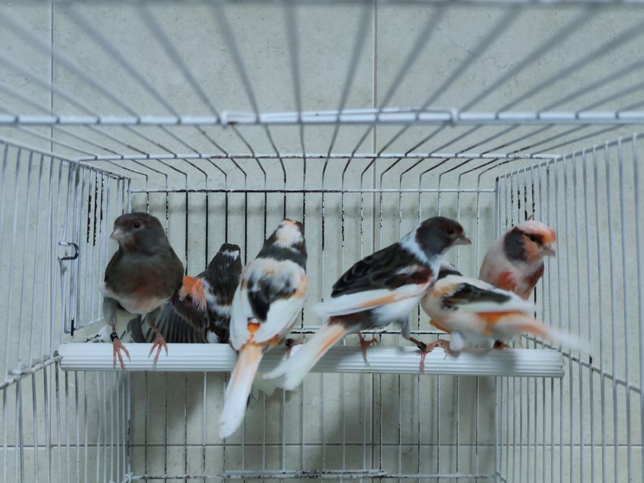 Canários Arlequim Português