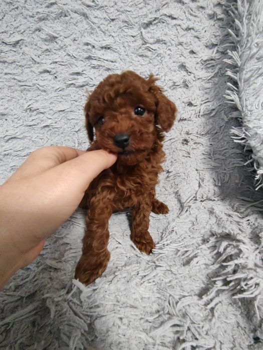 Pudel toy/miniatura samiec