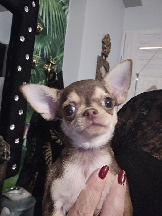 Chihuahua fci piesek czekoladowy husky