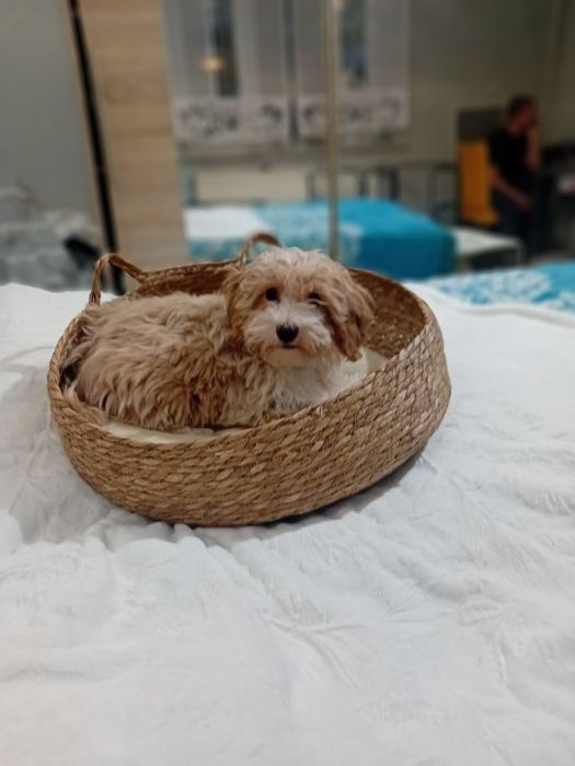Maltipoo ,Maltańczyk  & Pudel toy ,piesek mini