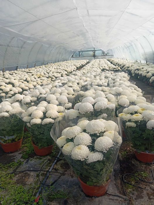 Chryzantemy wielkokwiatowe