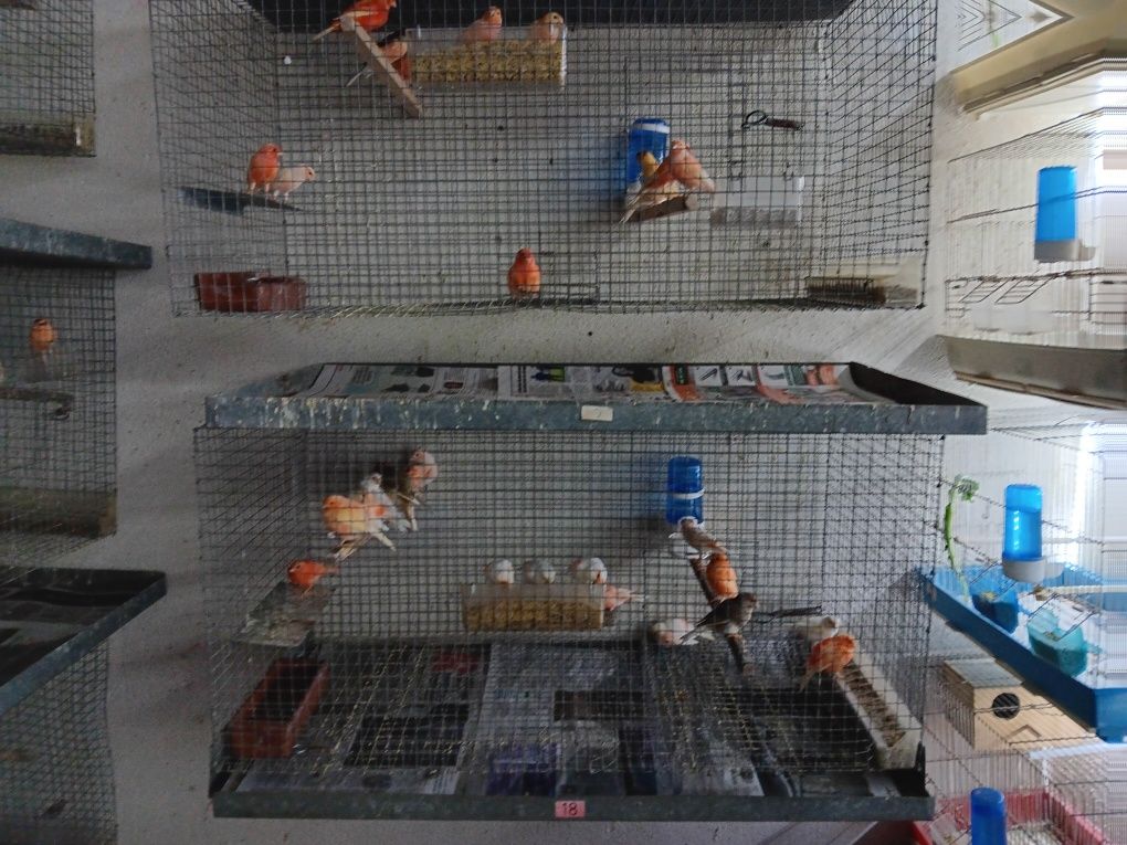 Vendo gaiolas e canários
