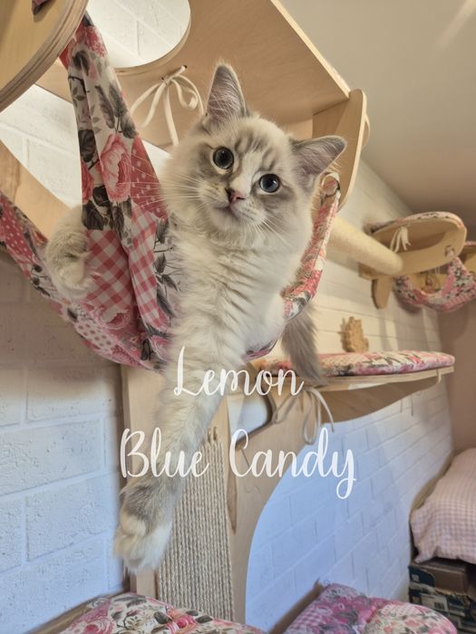 Kot Ragdoll Lemon Blue Candy Pl Warszawa FPL Gotowy do odbioru