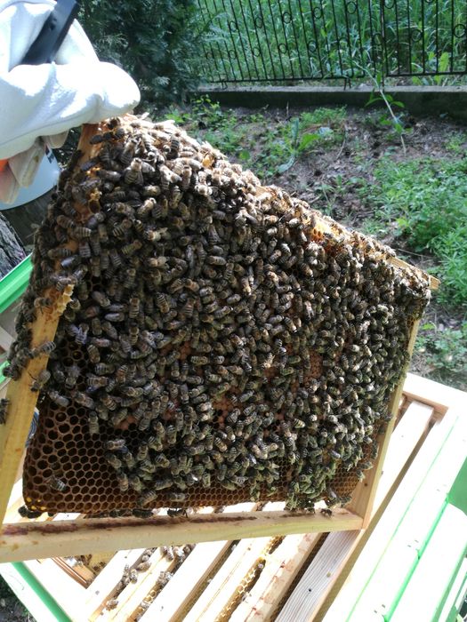 Sprzedam odkład pszczeli na ramce wielkopolskiej (Krainka Prima)