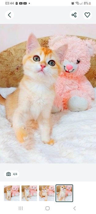 Золотая малышка шотландская девочка прямоушка