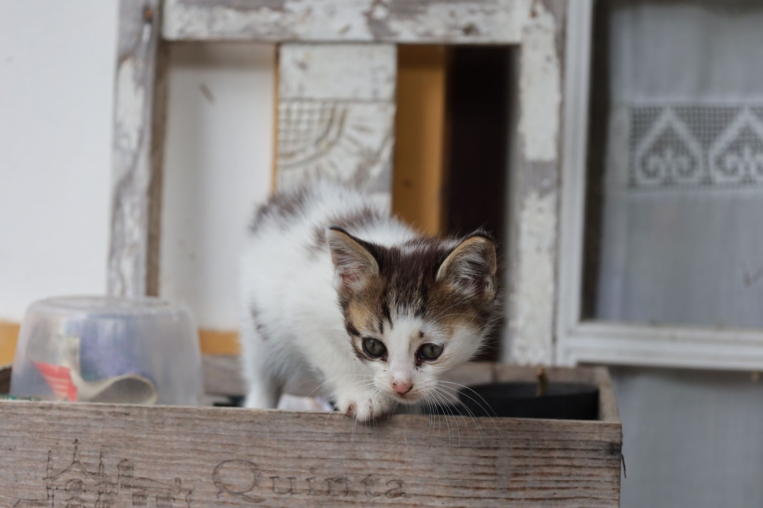 Gatinhas bebés para adopção responsável