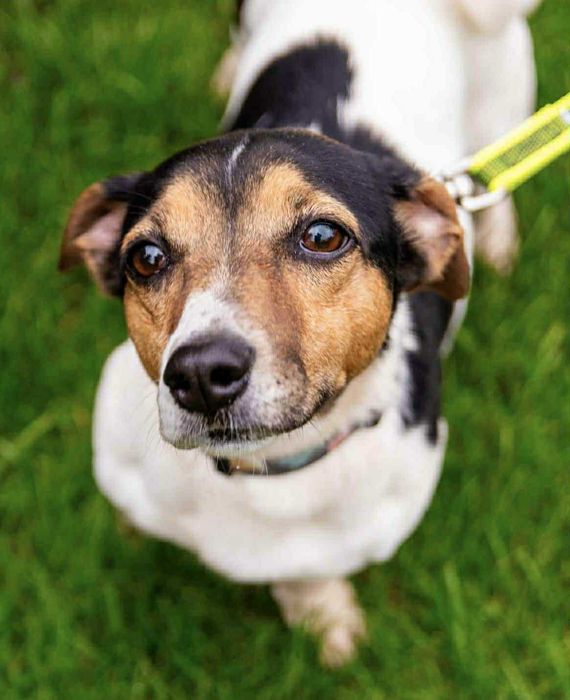 Podaruj dom przyjacielskiej suni w typie jack russel terrier