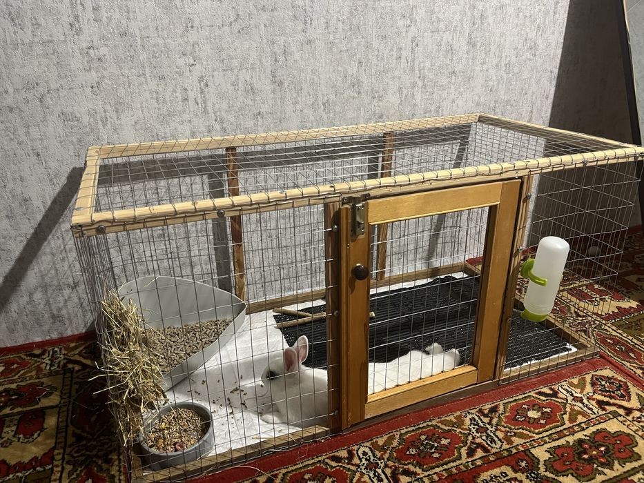 Кролик голанський мініат разом з кліткою та всим комплектуючим