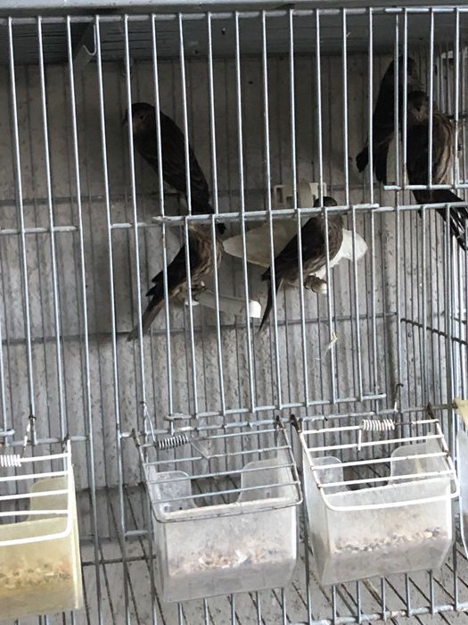 Cardapus mexicanos vários casais deste ano