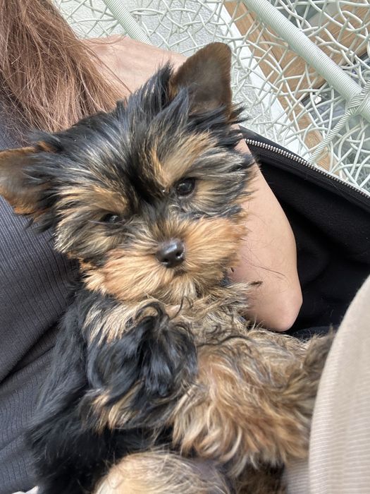 Yorkshire Terrier sunia z Rodowódem FCI