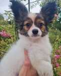 Spaniel kontynentalny miniaturowy Papillon-piesek