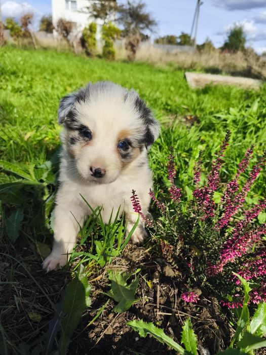 Szczeniak suczka border collie gotowa do odbioru