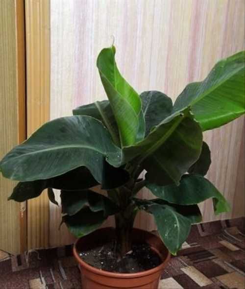 Комнатный банан Киевский карлик