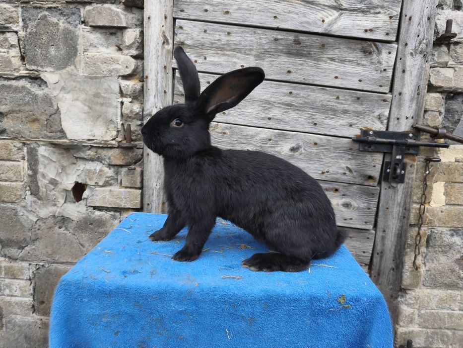 Olbrzym srokacz czarny